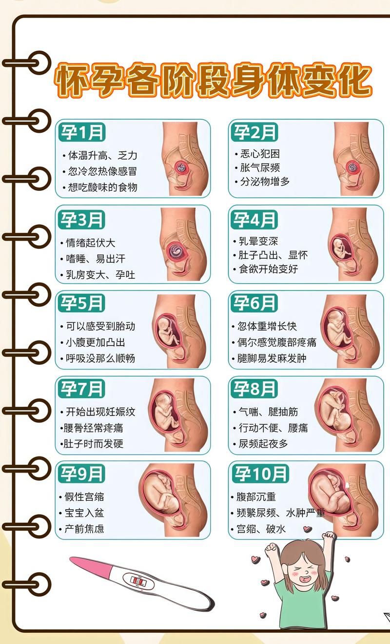揭秘供卵代孕妈妈怀孕小腹分两节，孕期变化的奥秘石景山代生机构: